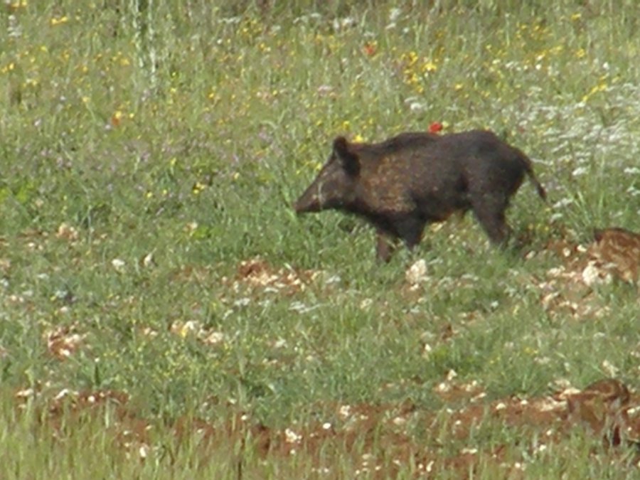 I cinghiali del Parco Nazionale dell''Alta Murgia...